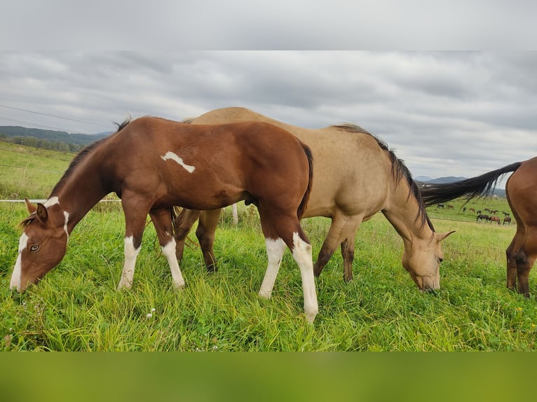 Paint-häst Hingst 1 år 155 cm Tovero-skäck-alla-färger in Zakupy