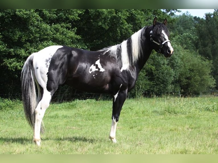 Paint-häst Hingst 1 år 155 cm Tovero-skäck-alla-färger in Zakupy