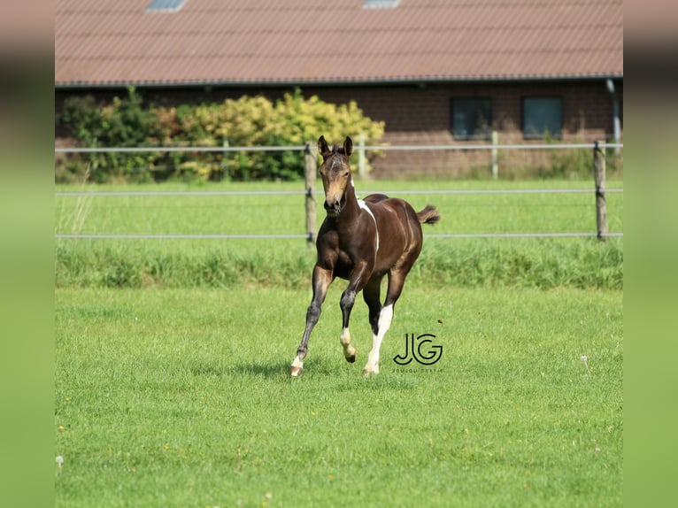 Paint-häst Hingst 1 år 158 cm Tobiano-skäck-alla-färger in Aldenhoven