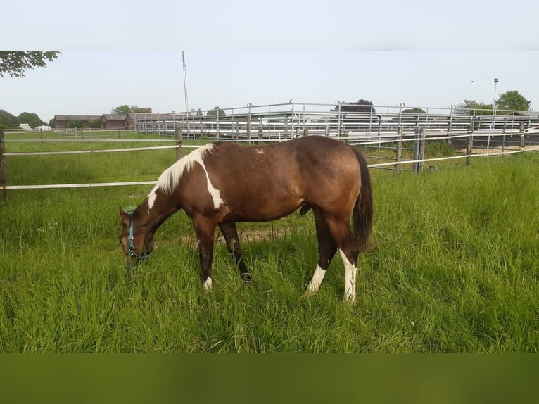 Paint-häst Hingst 1 år 158 cm Tobiano-skäck-alla-färger in Aldenhoven