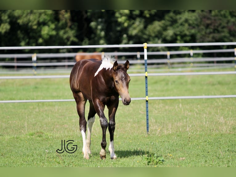 Paint-häst Hingst 1 år 158 cm Tobiano-skäck-alla-färger in Aldenhoven