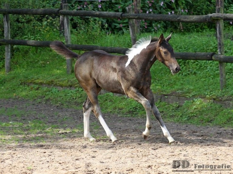 Paint-häst Hingst 1 år 158 cm Tobiano-skäck-alla-färger in Aldenhoven