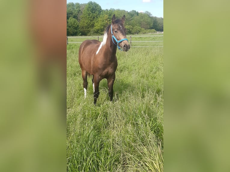 Paint-häst Hingst 1 år 158 cm Tobiano-skäck-alla-färger in Aldenhoven