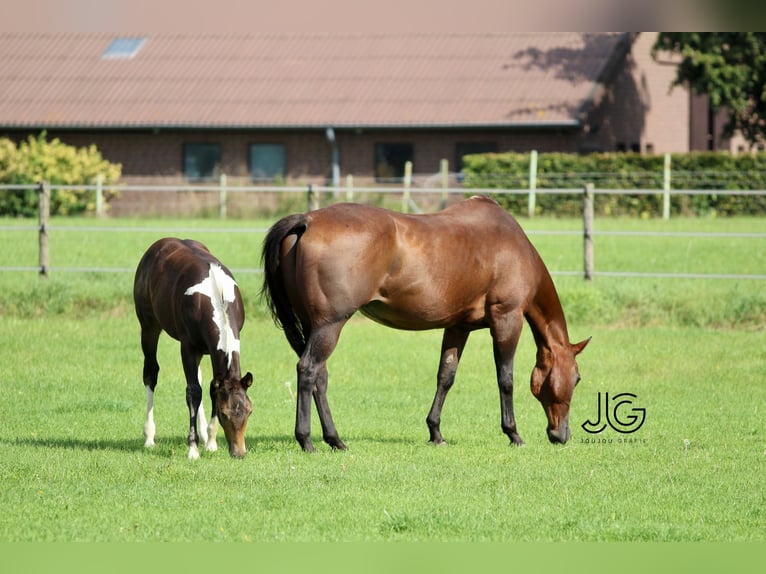 Paint-häst Hingst 1 år 158 cm Tobiano-skäck-alla-färger in Aldenhoven