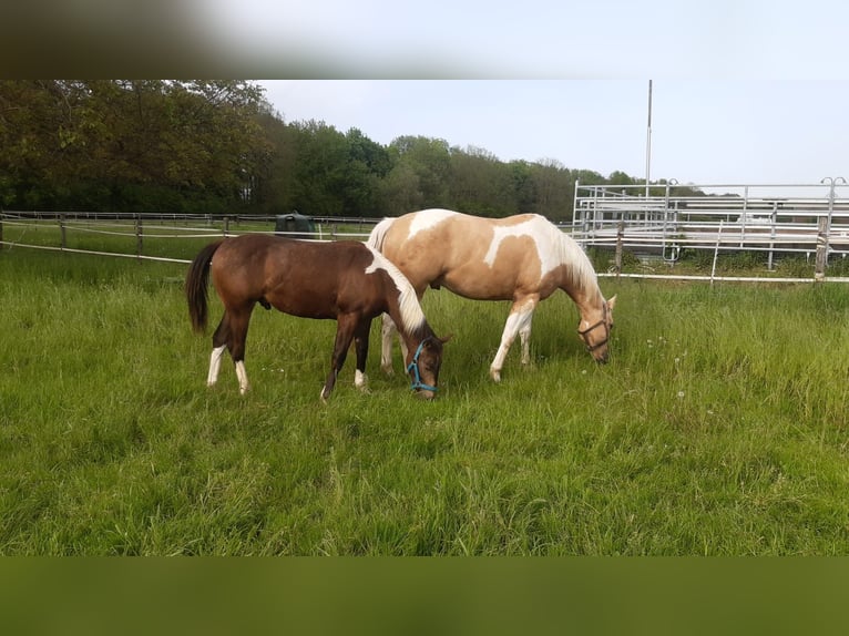 Paint-häst Hingst 1 år 158 cm Tobiano-skäck-alla-färger in Aldenhoven