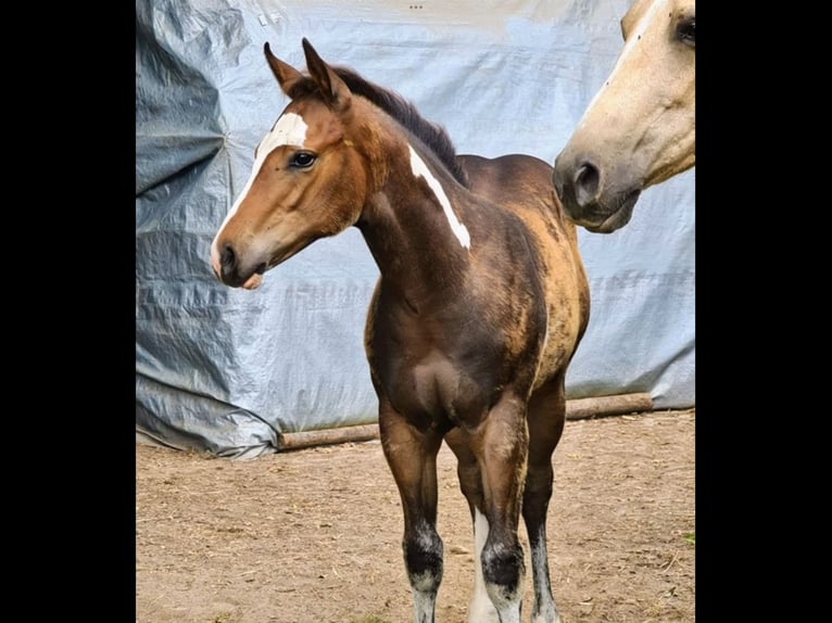 Paint-häst Hingst 1 år 160 cm Overo-skäck-alla-färger in Berg en Terblijt