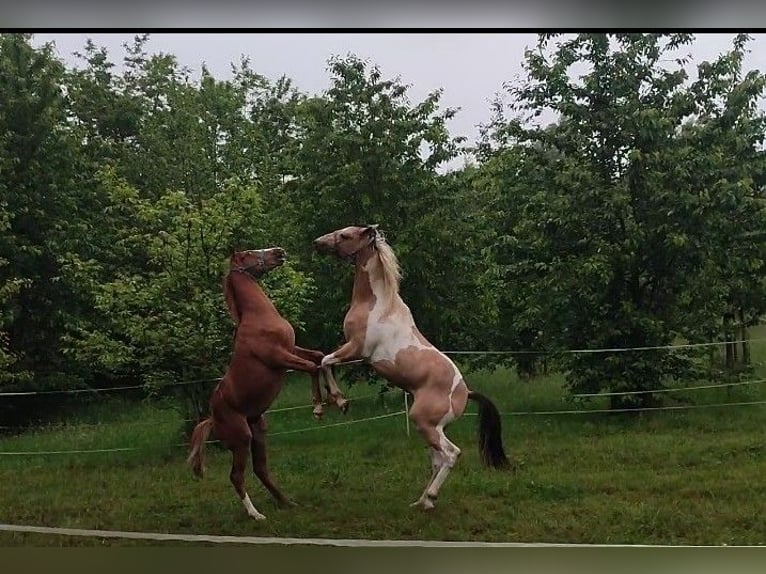 Paint-häst Hingst 1 år 170 cm Gulbrun in Grimma