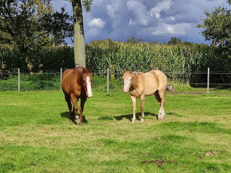 Paint-häst Hingst 1 år Champagne in Balen