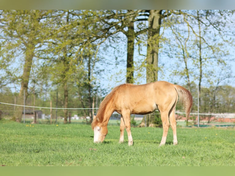 Paint-häst Hingst 1 år Champagne in Balen