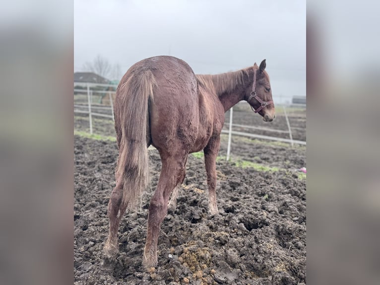 Paint-häst Hingst 1 år fux in Łętkowice