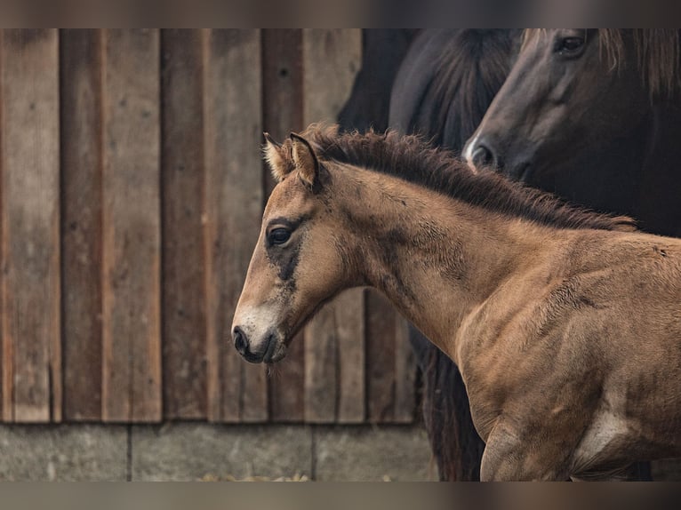 Paint-häst Hingst 1 år Gulbrun in Dietenheim