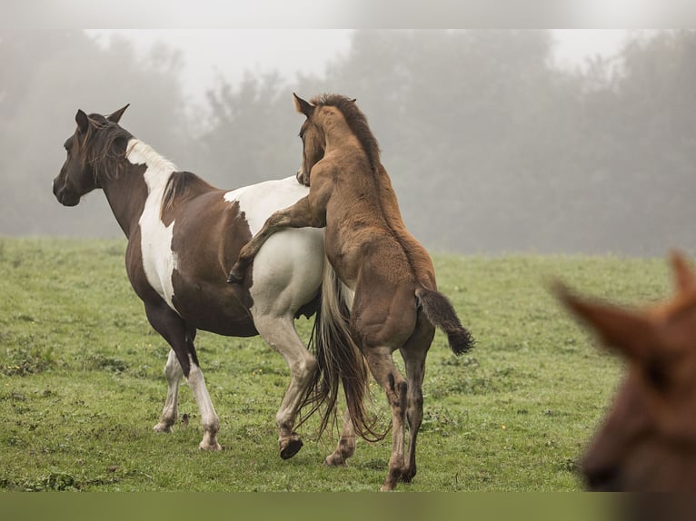 Paint-häst Hingst 1 år Gulbrun in Dietenheim