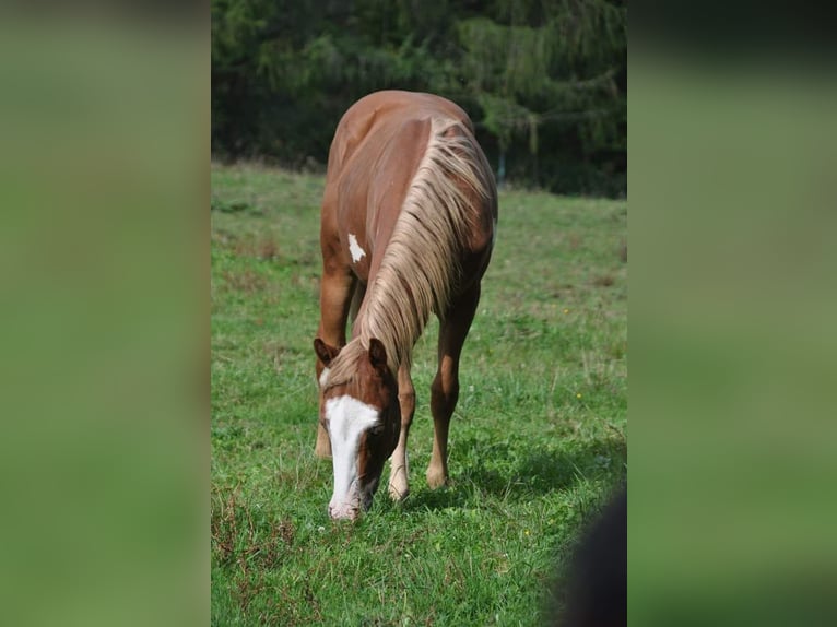 Paint-häst Hingst 1 år Overo-skäck-alla-färger in Krasiczyn