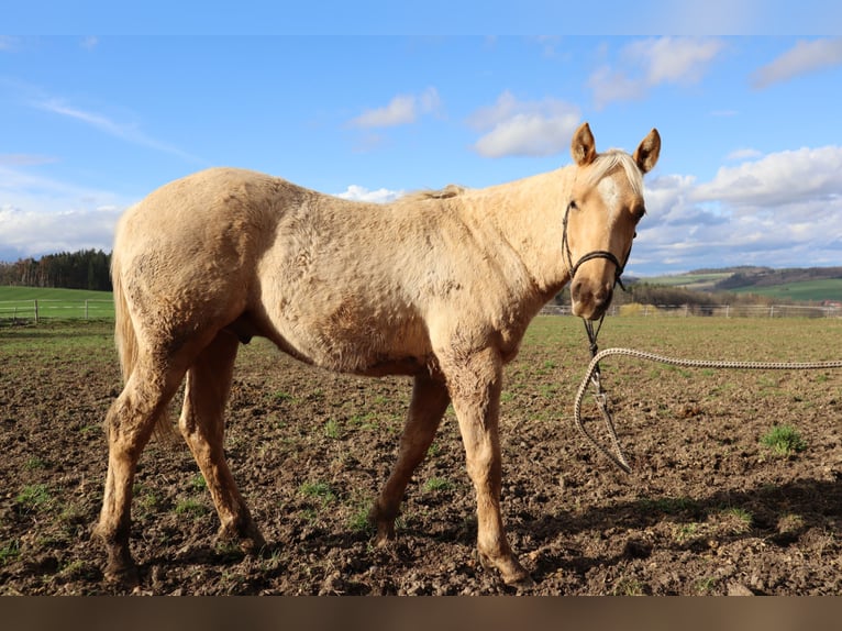 Paint-häst Hingst 1 år Palomino in Pilsen-south