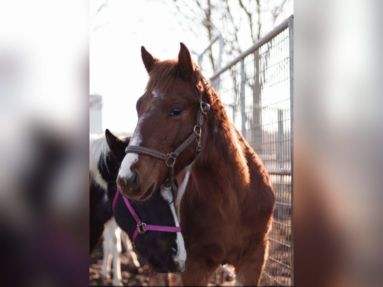 Paint-häst Hingst 1 år Pinto in Könnern