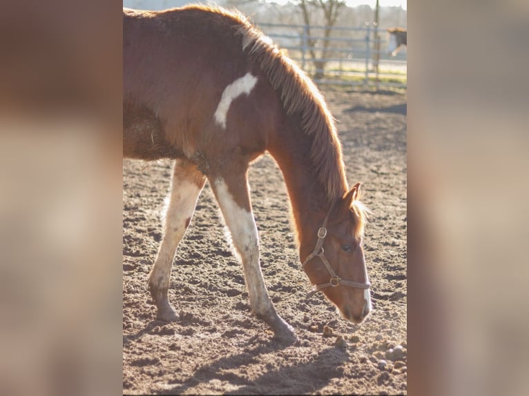 Paint-häst Hingst 1 år Pinto in Könnern