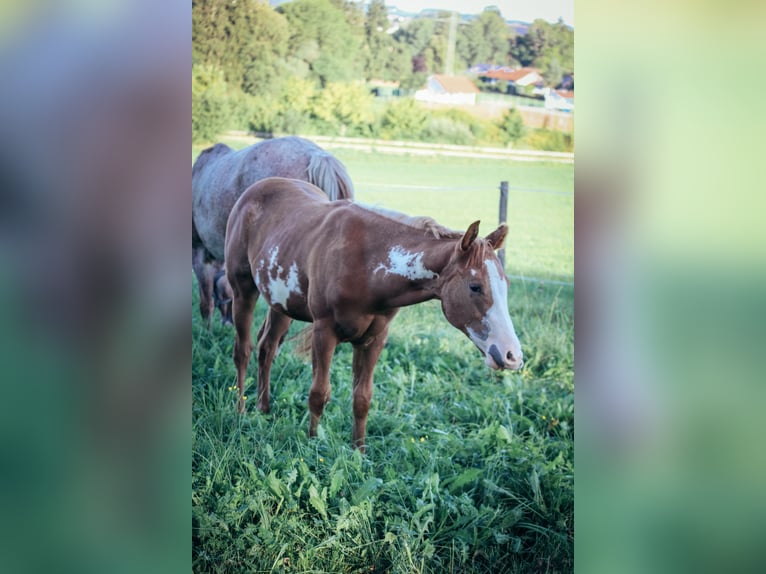 Paint-häst Hingst 1 år Tobiano-skäck-alla-färger in Haldenwang