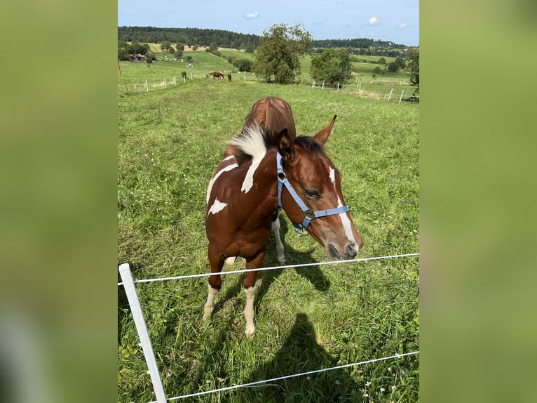Paint-häst Hingst 1 år Tobiano-skäck-alla-färger in Straubenhardt