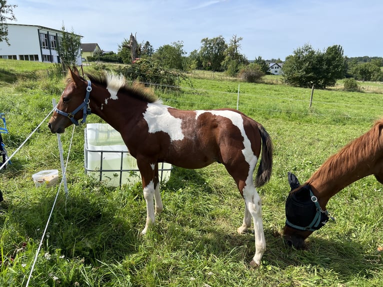 Paint-häst Hingst 1 år Tobiano-skäck-alla-färger in Straubenhardt