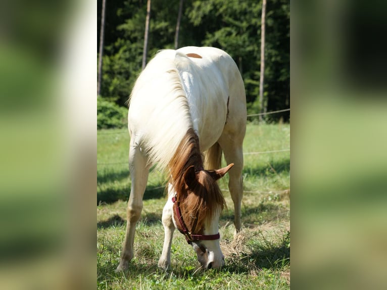 Paint-häst Hingst 1 år Tovero-skäck-alla-färger in Oberhaag