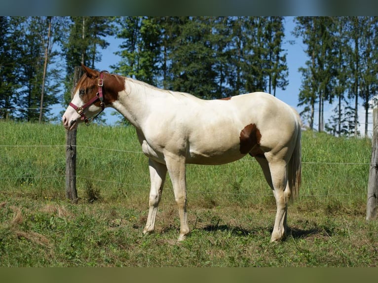 Paint-häst Hingst 1 år Tovero-skäck-alla-färger in Oberhaag