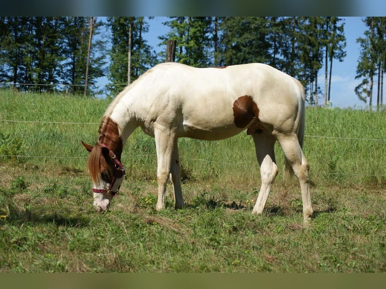 Paint-häst Hingst 1 år Tovero-skäck-alla-färger in Oberhaag