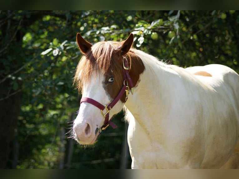 Paint-häst Hingst 1 år Tovero-skäck-alla-färger in Oberhaag