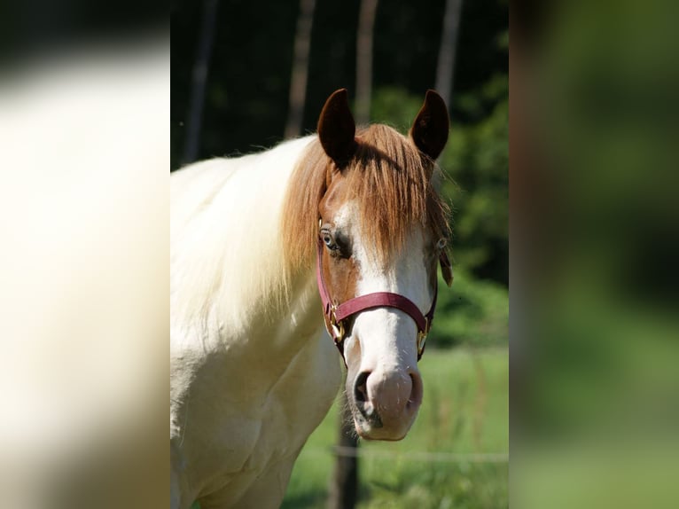 Paint-häst Hingst 1 år Tovero-skäck-alla-färger in Oberhaag