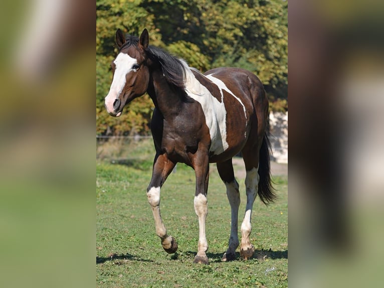 Paint-häst Hingst 2 år 145 cm Tobiano-skäck-alla-färger in Bezdědice