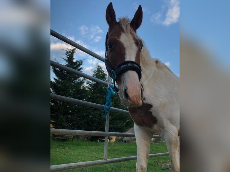 Paint-häst Hingst 2 år 147 cm Pinto in Châteauroux