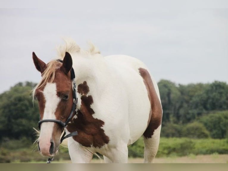 Paint-häst Hingst 2 år 147 cm Pinto in Châteauroux