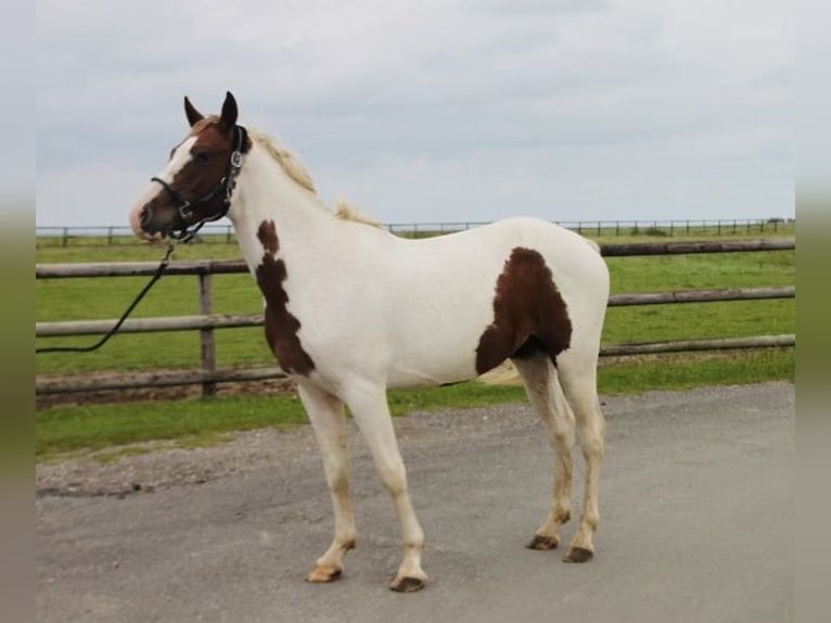 Paint-häst Hingst 2 år 147 cm Pinto in Châteauroux