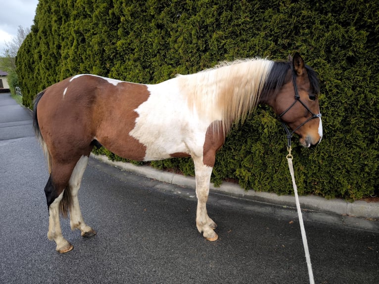 Paint-häst Hingst 2 år 148 cm Pinto in Altenkunstadt