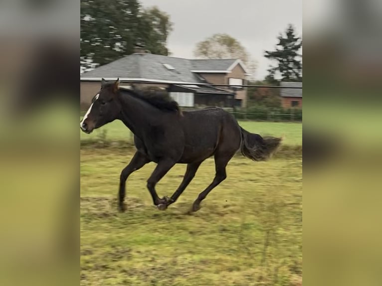 Paint-häst Hingst 2 år 152 cm Rökfärgad svart in Geel