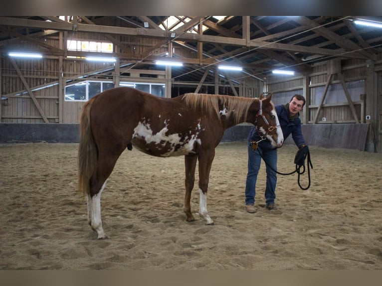 Paint-häst Hingst 2 år 158 cm Overo-skäck-alla-färger in Haldenwang