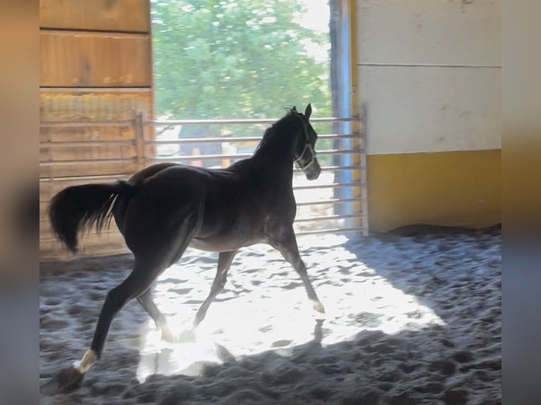 Paint-häst Hingst 2 år 160 cm Black in Granada