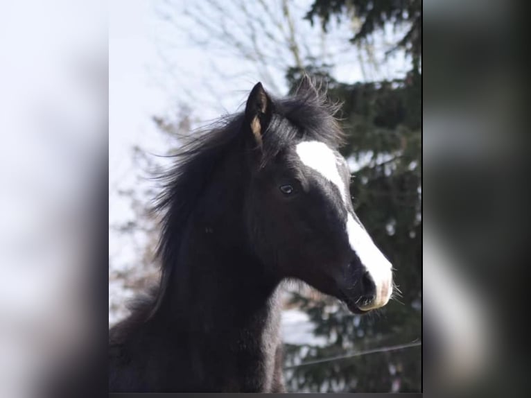 Paint-häst Hingst 2 år 160 cm Black in Granada