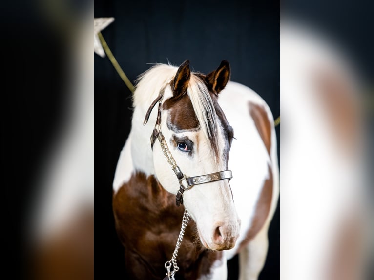 Paint-häst Hingst 2 år 165 cm Tobiano-skäck-alla-färger in Montigny sur avre