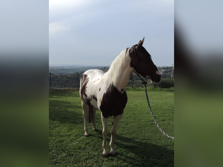 Paint-häst Hingst 2 år in Sacrofano