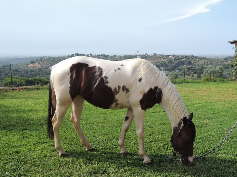 Paint-häst Hingst 2 år in Sacrofano