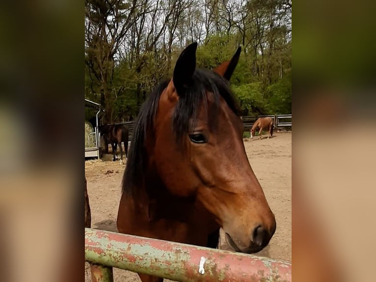 Paint-häst Hingst 2 år Brun in Wildeshausen