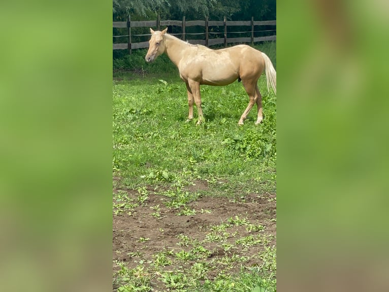 Paint-häst Hingst 2 år Palomino in Ossmannstedt
