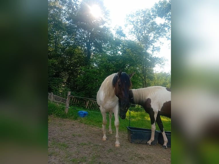 Paint-häst Hingst 3 år 155 cm Tobiano-skäck-alla-färger in Nümbrecht