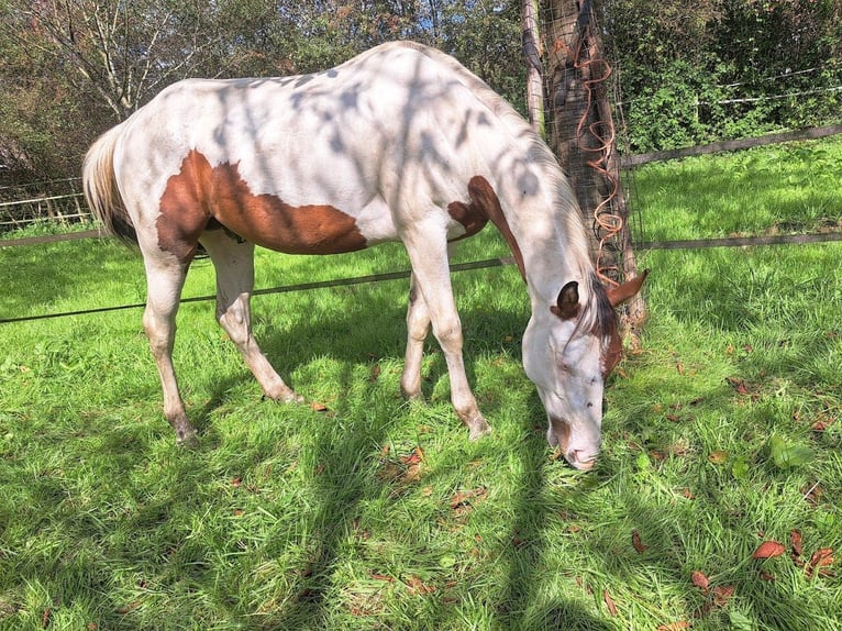 Paint-häst Hingst 3 år 160 cm Tovero-skäck-alla-färger in Landgraaf