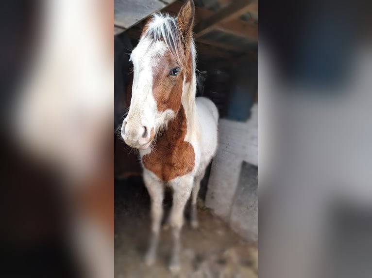 Paint-häst Hingst 3 år 160 cm Tovero-skäck-alla-färger in Landgraaf