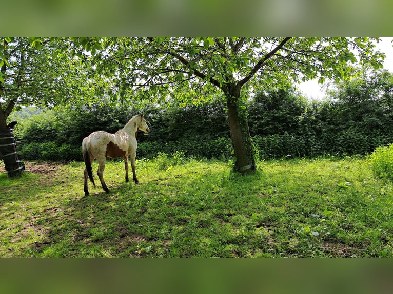 Paint-häst Hingst 3 år 160 cm Tovero-skäck-alla-färger in Landgraaf