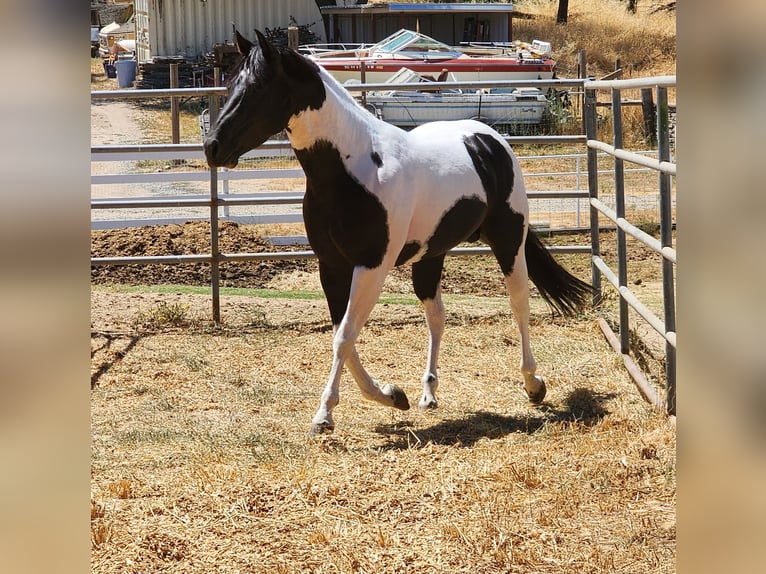 Paint-häst Hingst 5 år 142 cm Svart in Lincoln