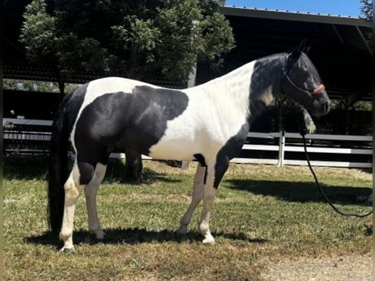 Paint-häst Hingst 5 år 142 cm Svart in Lincoln