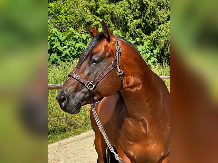 Paint-häst Hingst 5 år 152 cm Brun in Dermbach