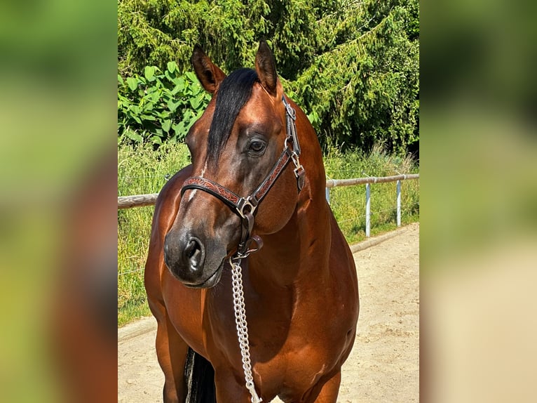 Paint-häst Hingst 5 år 152 cm Brun in Dermbach